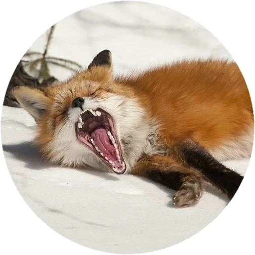 fox, renard renard, bouche de renard, renard enragé