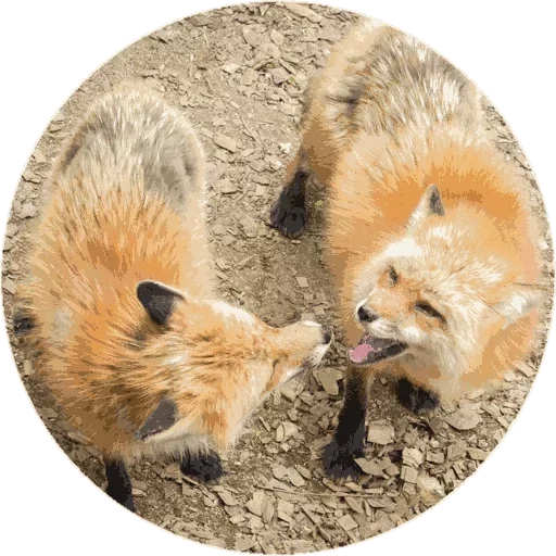 raposa, fox fyr, fox fox, caro raposas, raposas raposas