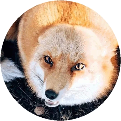 fox, renard renard, le renard est mignon, beau renard
