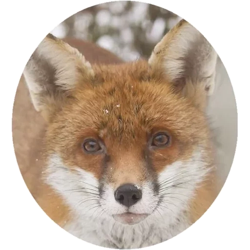 rubah, rubah, hidung rubah, fox fox, rubah merah