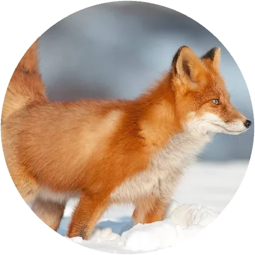 fox, fox zorro, zorro rojo, fox rojo, fox ognev