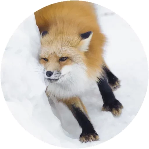 fox, fox, renard renard, fox, renard roux