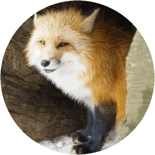 fox, fox, renard renard, renard roux, renard roux