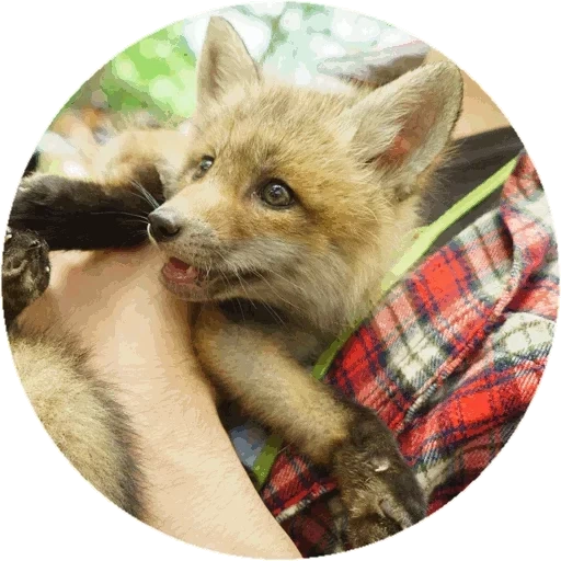 raposa, fox fox, fox doce, fox fox, pequena raposa