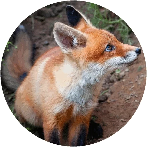 rubah, rubah, rubah, fox fox, rubah merah