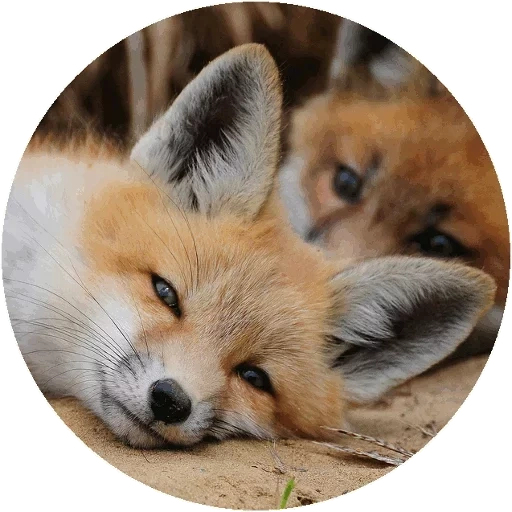 rubah, fox fox, rubah yang terhormat, fox fox, hewan rubah