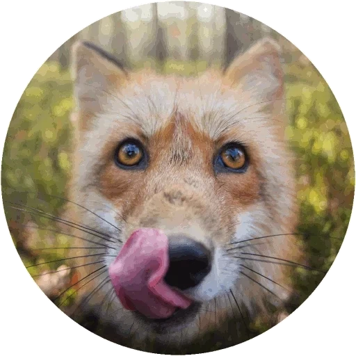 raposa, fox mord, o rosto da raposa, uma raposa frenética, uma raposa curiosa