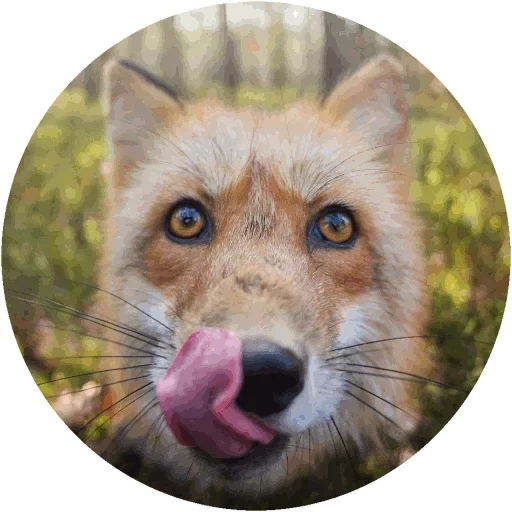 fox, face de renard, face de renard, renard enragé, le renard curieux