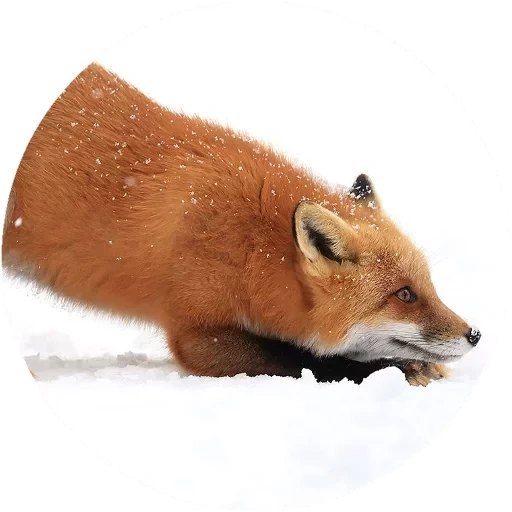 fox, fox, fox fyr fyr, renard renard