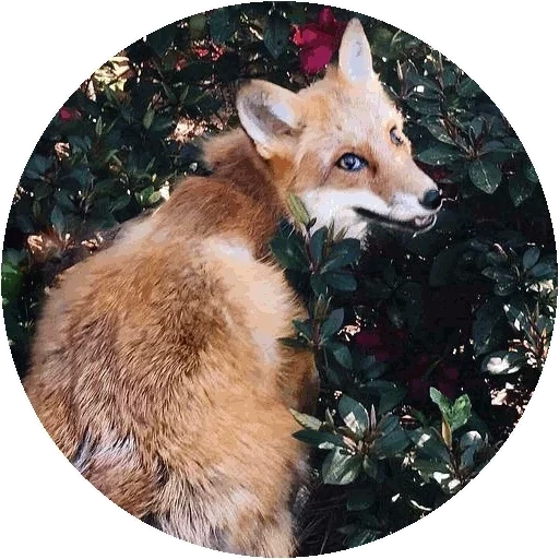fox, fox, fox hole, renard renard, fleurs de renard