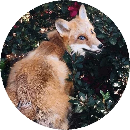 fuchs, fuchs, nora fox, fox fox, fuchsblumen