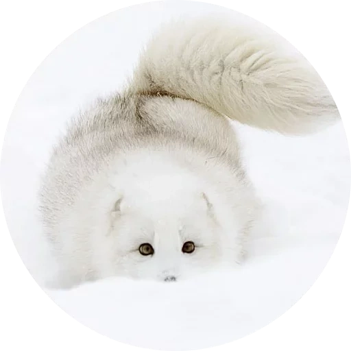 raposa, fox fox, a raposa do ártico é branca, caro fox ártico, fox do ártico