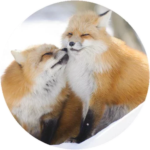 fox, renard renard, renard roux, une paire de renards