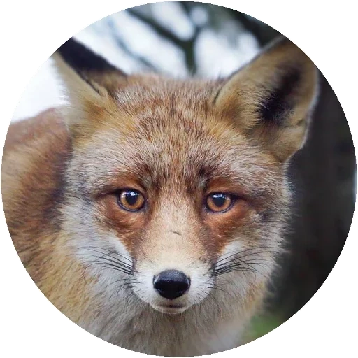 volpe, fox rudy, la volpe dell'occhio, fox astuta, la volpe è astuzia
