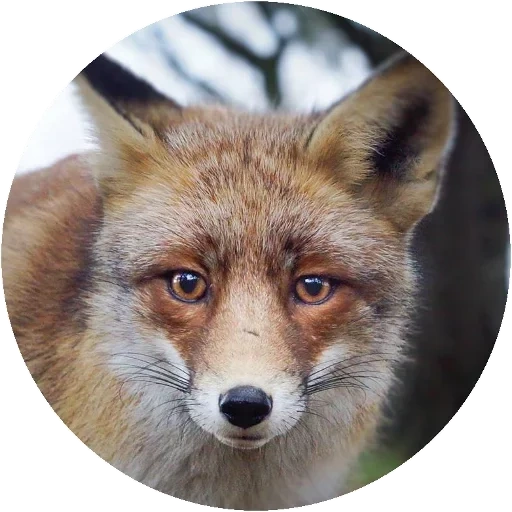 fox, rudy le renard, oeil de renard, le renard rusé, le renard est rusé