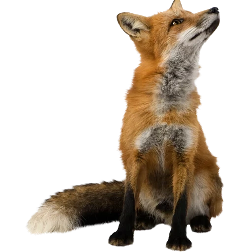 fox, raposa de fundo branco, a raposa senta-se no fundo branco, raposa sem fundo do photoshop