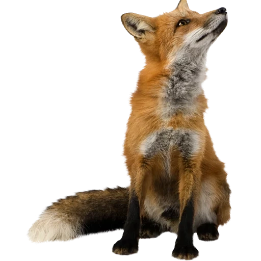 fuchs, fuchs mit weißem hintergrund, fox sitzt einen weißen hintergrund, fuchs ohne hintergrund von photoshop