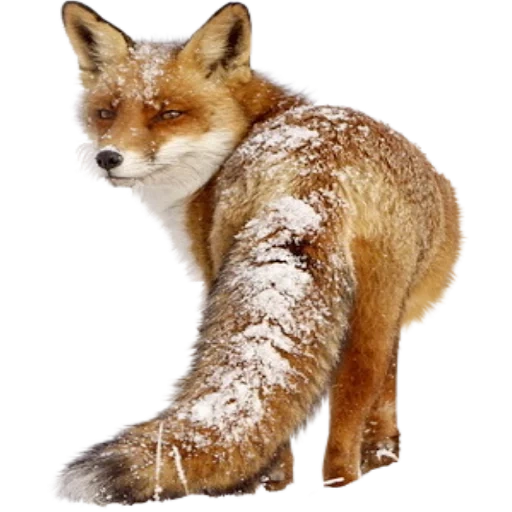 fox, fox fox, fox transparent background, lisytes in winter with a transparent background, winter animals with a transparent background