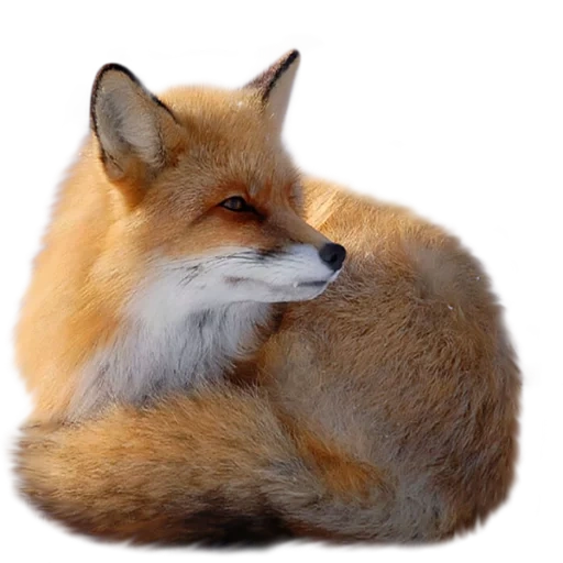 renard, fox fox, fox avec un fond blanc, contexte transparent fox, foxes avec un fond transparent