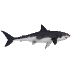 lo squalo, stingray di squalo, lo squalo sul lato, vista laterale dello squalo, squalo dente gigante