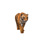 tiger, lion tigre, huhu, animal tiger, tigre du bengale