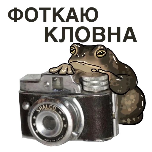 скриншот, фотоаппарат, хочу котенка, винтажный фотоаппарат, животные фотоаппаратом