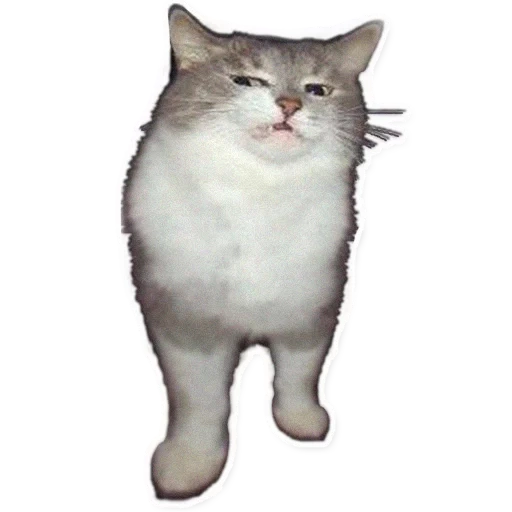 gatto, meme gatto, meme gatto senza sfondo, sfondo trasparente del meme gatto