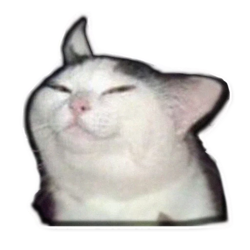 кот, emote, smug cat, всратый кот