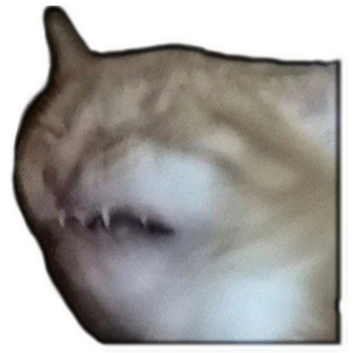 emote, all time, the all time cat, a screaming crying cat