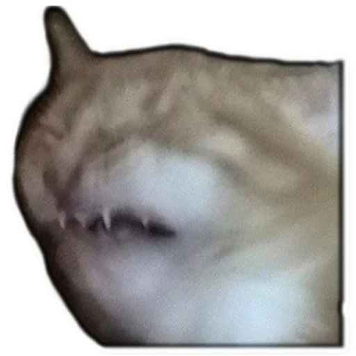 emote, tempo todo, o gato all time, um gato gritando gritando