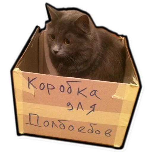 кот, всратый кот, кот коробке, кот коробочник