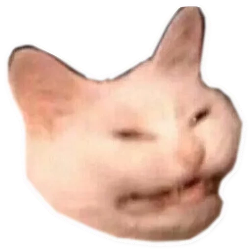 katzen, die all time katze, das gesicht der katze ist ein meme, krönung mit einer katze, die katze lächelt am mem