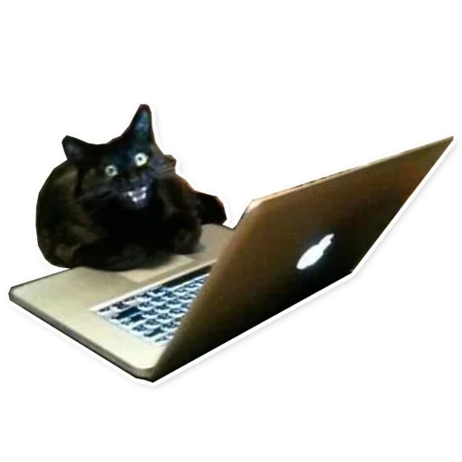 installation, le chat noir, ordinateurs portables pour chats, le chat est derrière l'ordinateur portable, chat noir derrière l'ordinateur
