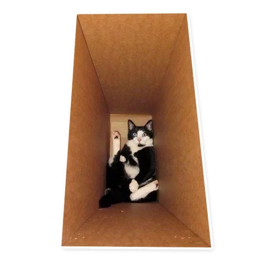 gatto, gatto, gatto, il gatto è la scatola, cat fatto in casa