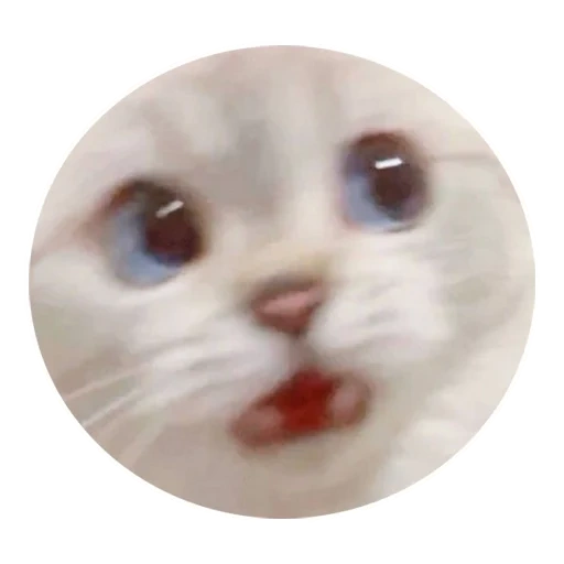 kitty meme, vaska cat, a mememic cat, dear cat meme, white cat meme