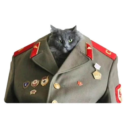 кот офицер, кот командир, кот военной форме, кошка военной форме, котик военной форме