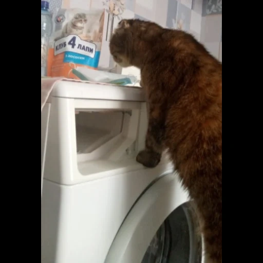 gatto, umorismo divertente, gli aneddoti sono divertenti, il gatto cancella la lino, gatti divertenti di una lavatrice