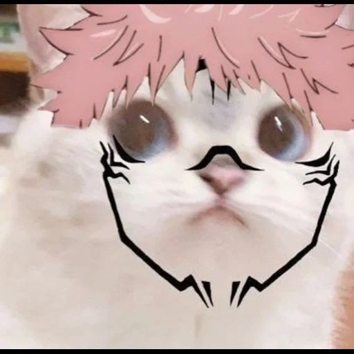 кот, кошка, кошка аниме, anime amino, аниме смешные