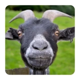 Funny Goat