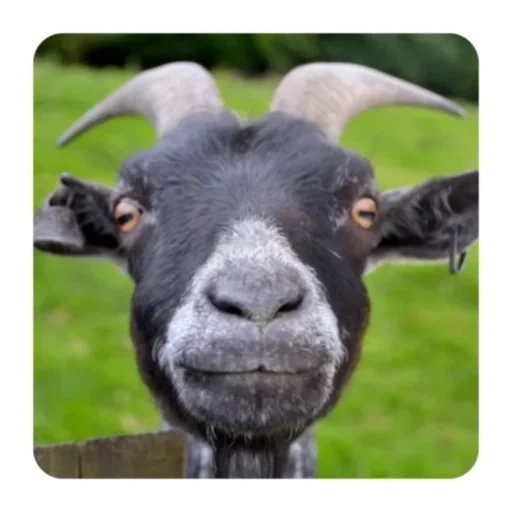 goat, animals, goat face, black goat, karasov vadim yurijevich
