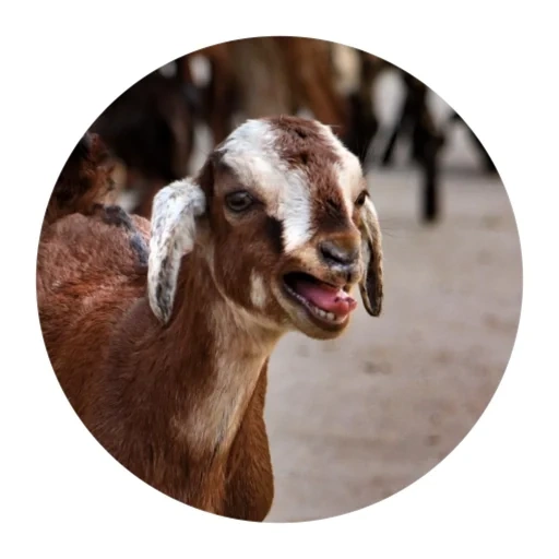 goat, animals, goat breed, a lovely animal, domestic animals
