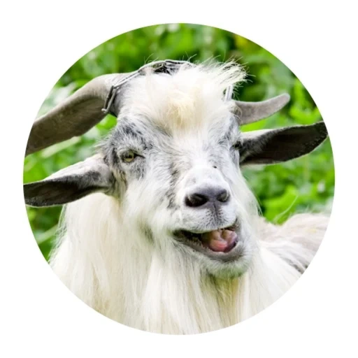 goat, goat, goat, white goat, goat animal