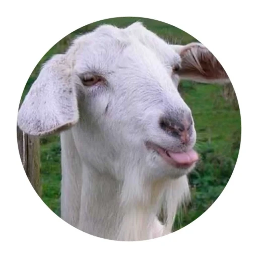 goat, goat, little goat, sheep and goat, goat face