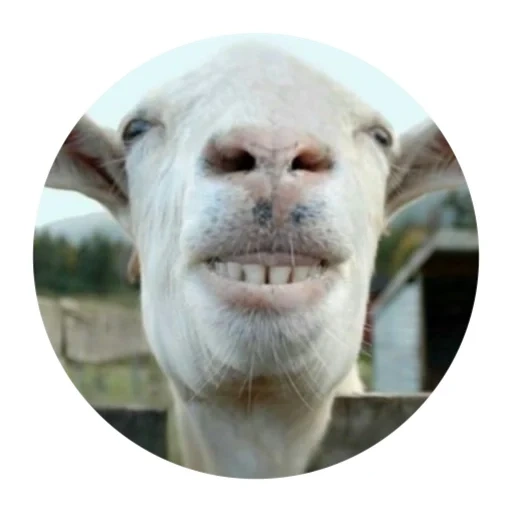cabra, focinho de cabra, cabra engraçada, ovelha engraçada, simulador de cabra