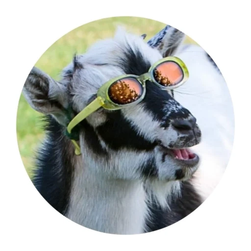 goat, animals, a ridiculous goat