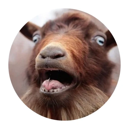 goat, red goat, a ridiculous goat, goat face, goat simulator
