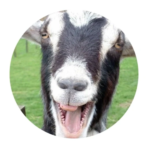 goat, pozia goat, goat face, goat simulator, goat photo