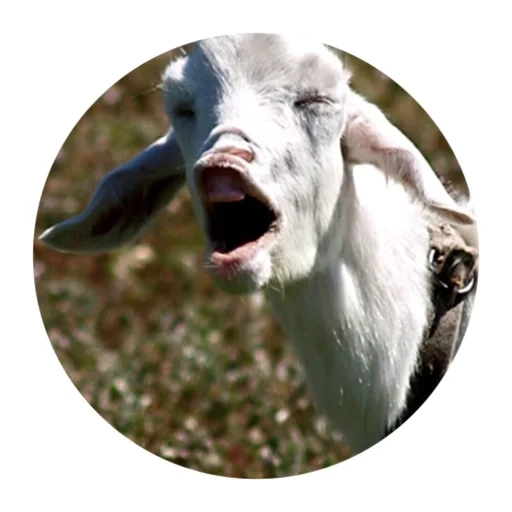 goat, goat, funny, the goat is laughing, white goat