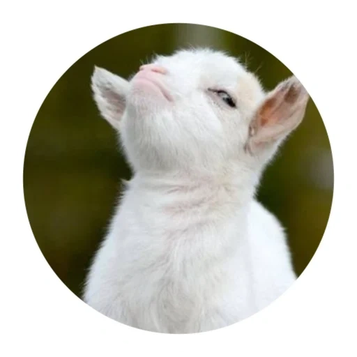 goat meme, the proud goat, animals are cute, proud little goat, proud goat memes