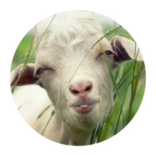 cabra, cabra, cabra de ovelha, leite de cabra, uma cabra com uma língua